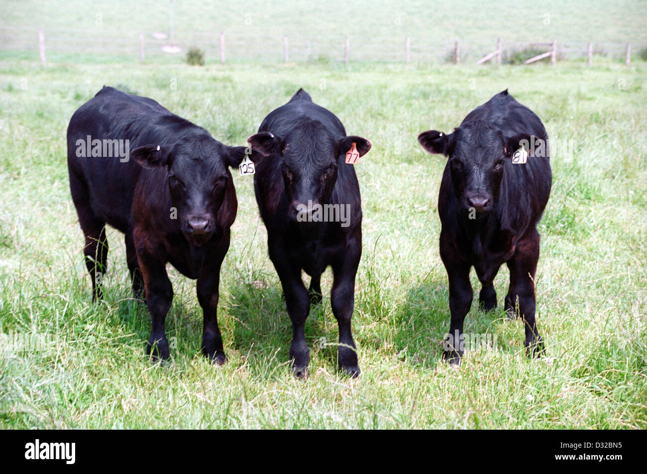 Tre Aberdeen Angus vitelli, Lambourn, Berkshire, Inghilterra Foto Stock