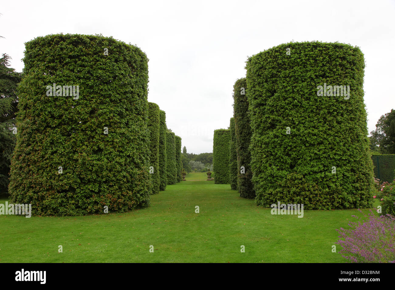 Ilex Avenue, composta da sette coppie di lecci a forma di cilindri, Arley Hall Gardens, Cheshire, Inghilterra, Regno Unito Foto Stock