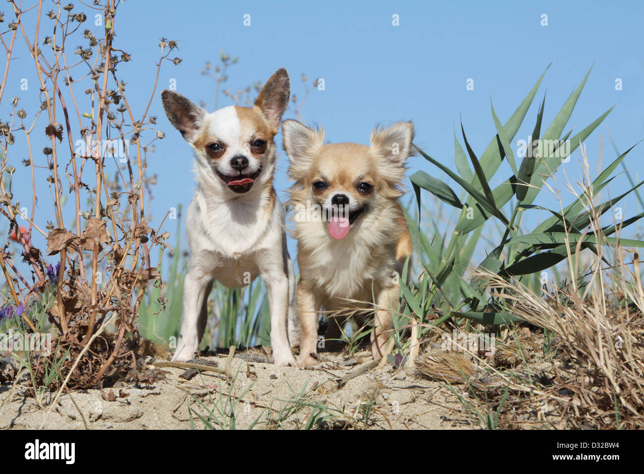Cane Chihuahua longhair e shorthair / due adulti in piedi sulla sabbia Foto Stock
