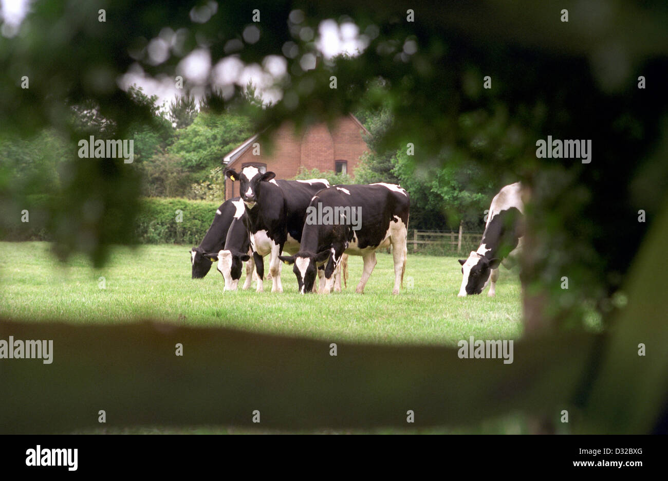 Bovini di razza Holstein visto attraverso pascoli siepe, Hampreston, Inghilterra Foto Stock