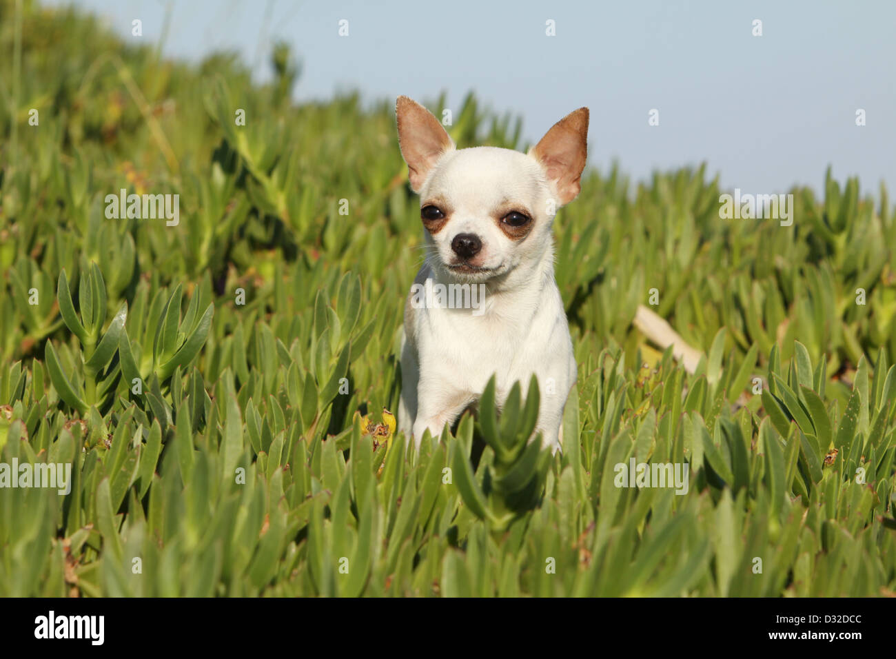Cane adulto di Chihuahua in piedi nelle piante Foto Stock