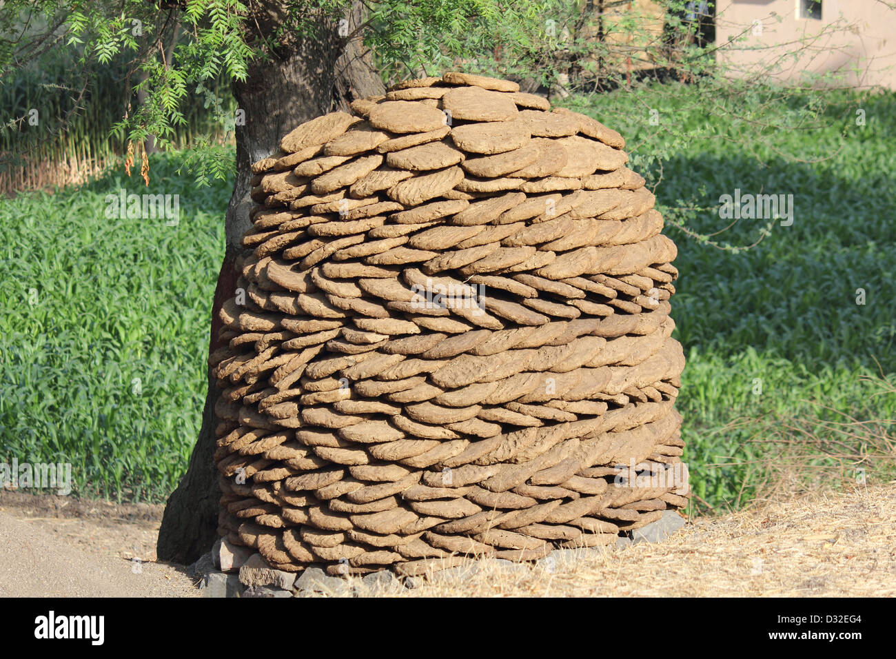 Asciugare sterco di vacca torte ammucchiò per uso come combustibile di cottura. Foto Stock