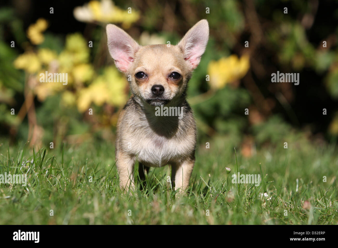 Le Caratteristiche Del Chihuahua Un Piccolo Cane Dal Grande Coraggio Lifegate