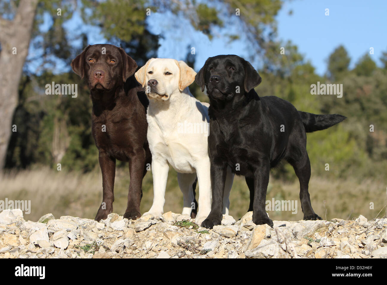 Cane Labrador retriever adulti tre colori diversi (cioccolato, giallo e nero) in piedi su una parete Foto Stock