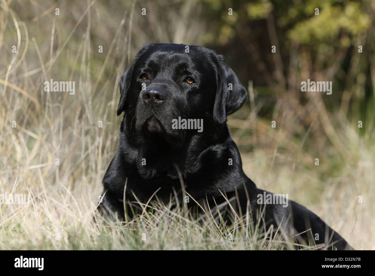 Cane Labrador retriever adulti (nero) giacenti in un prato Foto Stock