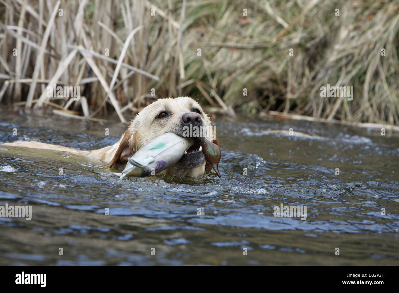 Cane Labrador retriever adulti (giallo) Nuoto con un manichino nella sua bocca Foto Stock