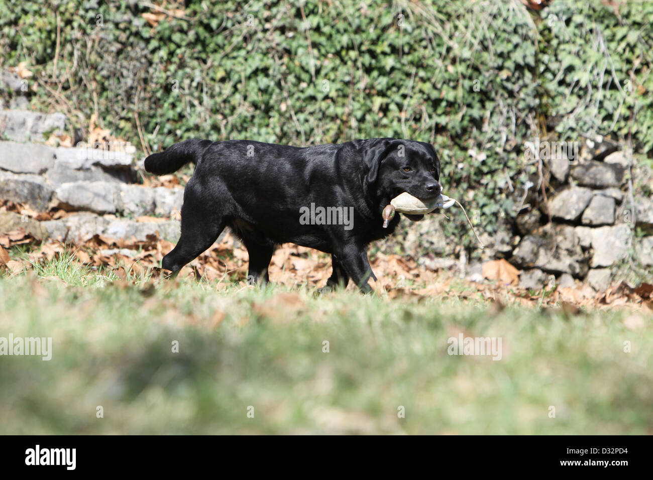 Cane Labrador Retriever / adulti (nero), il recupero di un fantoccio Foto Stock