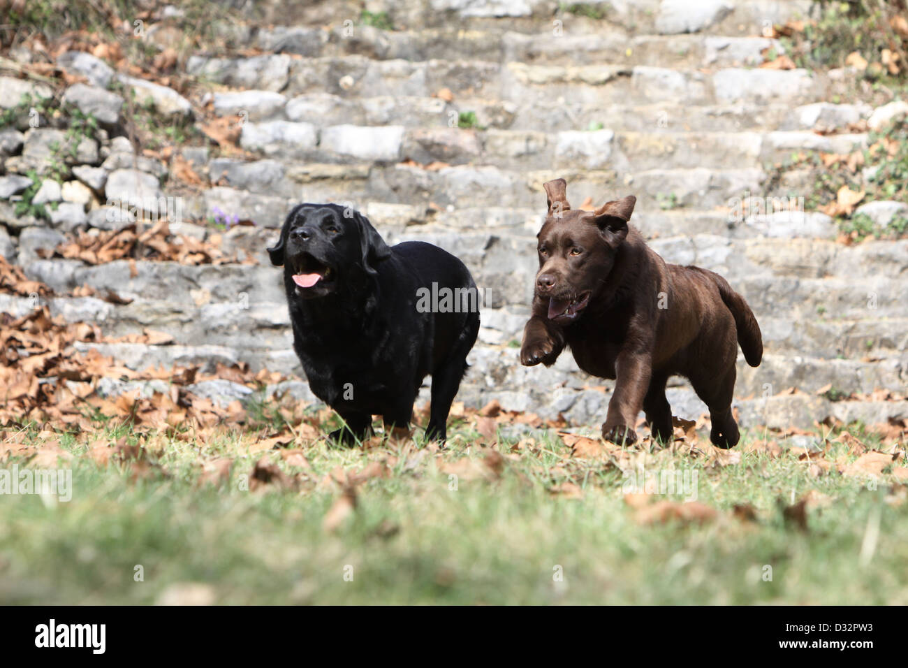 Cane Labrador Retriever due adulti (nero e cioccolato) in esecuzione in un prato Foto Stock