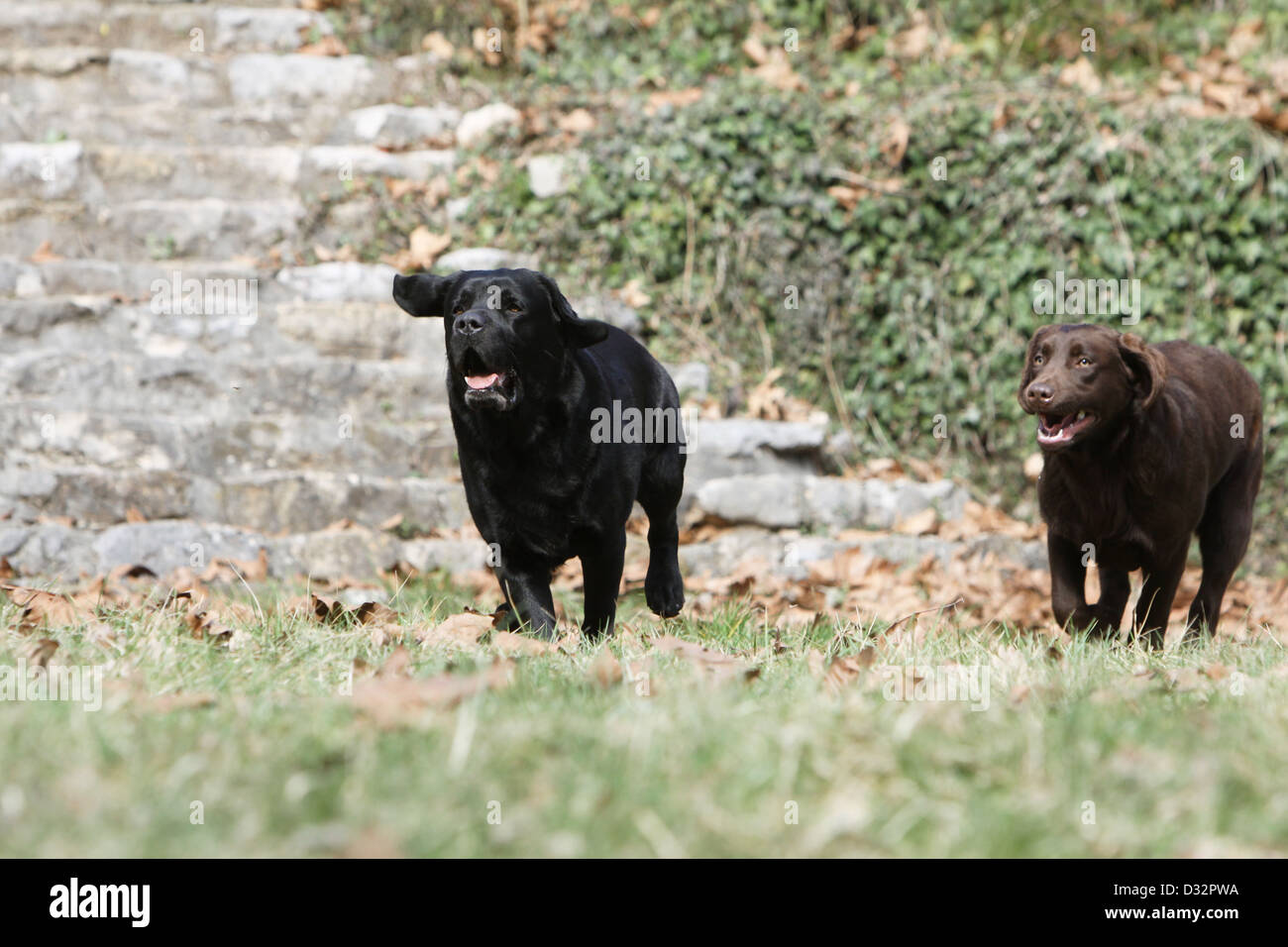 Cane Labrador Retriever due adulti (nero e cioccolato) in esecuzione in un prato Foto Stock