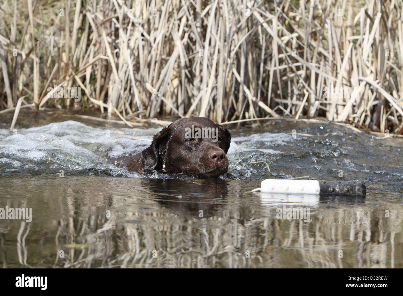 Cane Labrador retriever adulti (cioccolato) nuotare per recuperare un manichino Foto Stock