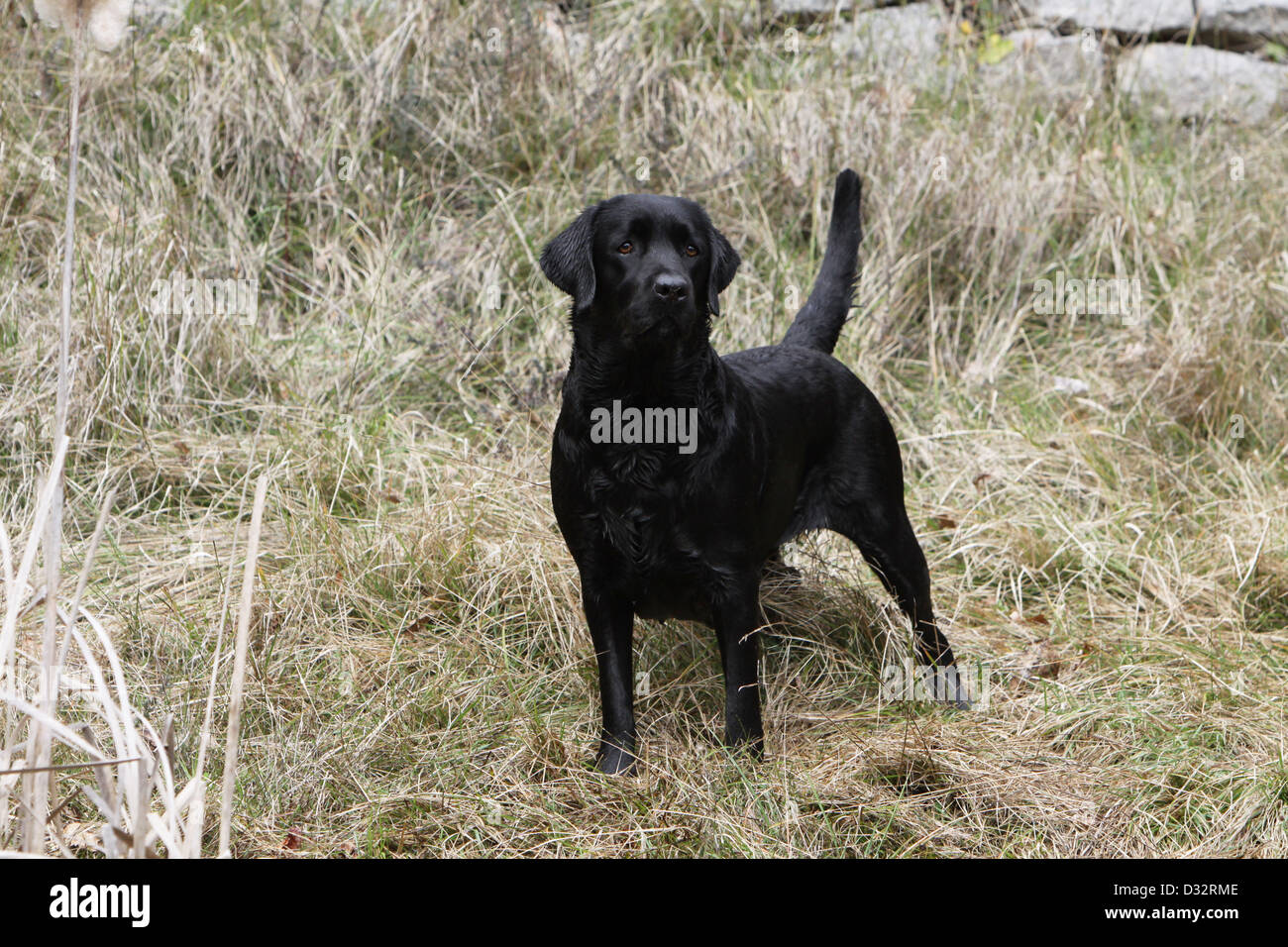 Cane Labrador retriever adulti (nero) in piedi in un prato Foto Stock