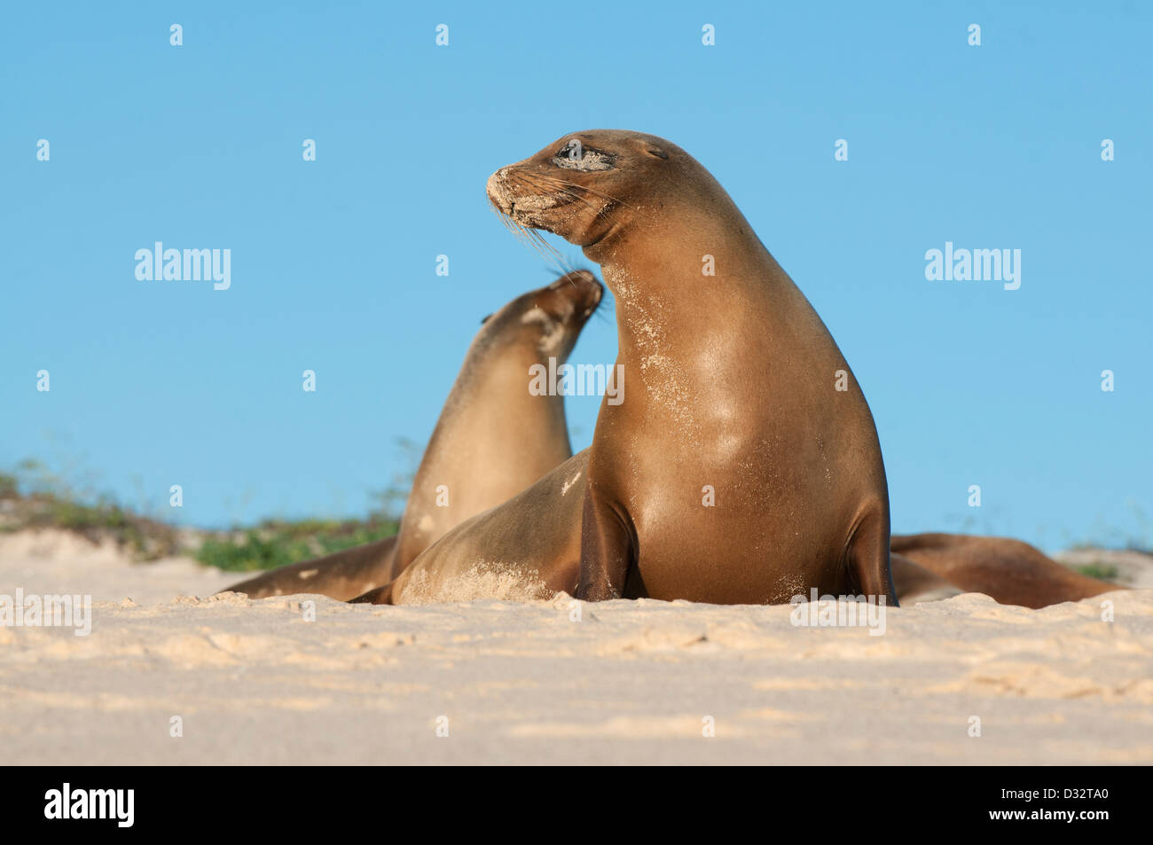 Galápagos leoni di mare (Zalophus wollebaeki) Cerro Brujo, San Cristobal è. Le Galapagos Foto Stock