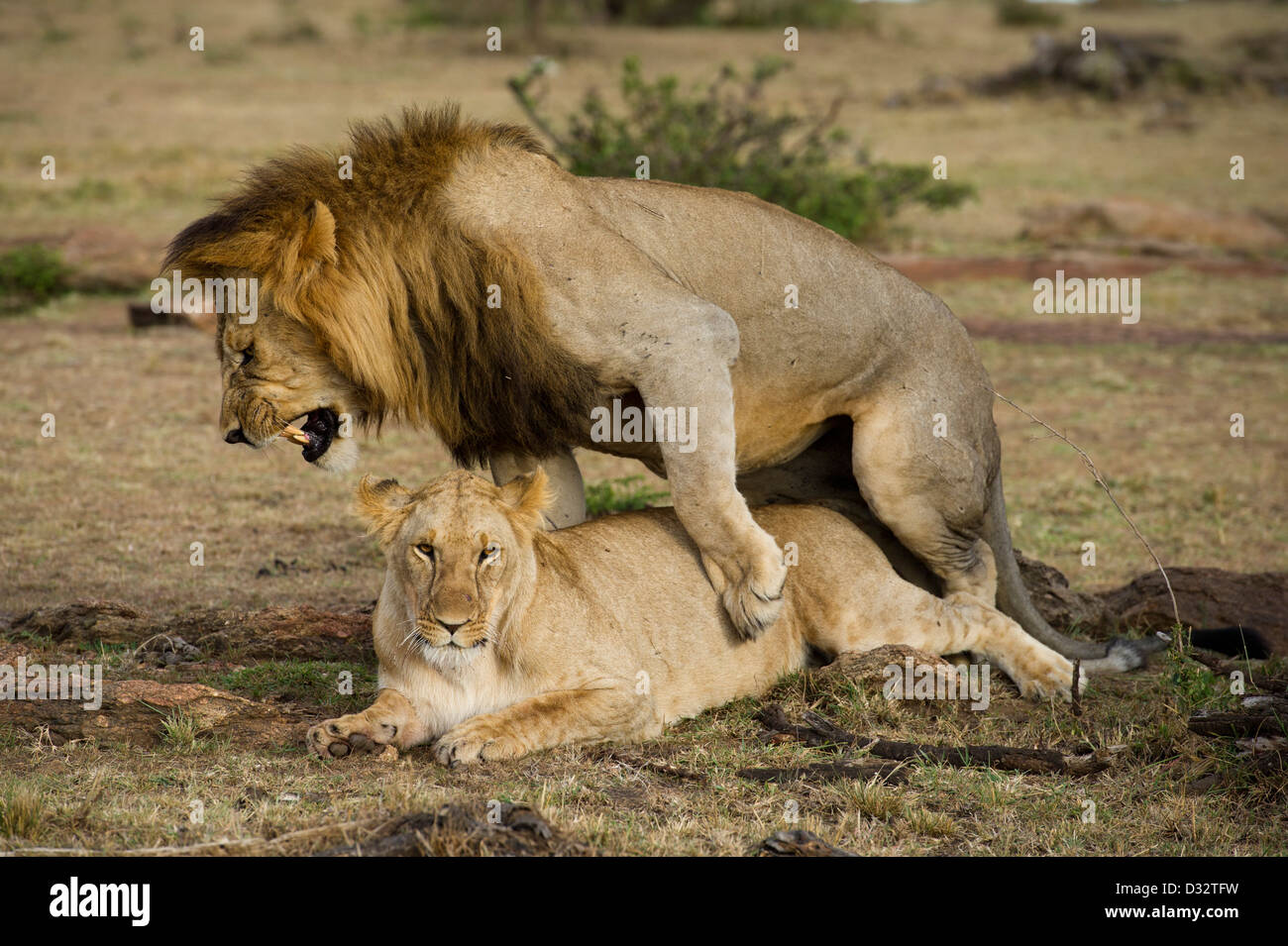 I Lions di accoppiamento Panthero (LEO), il Masai Mara riserva nazionale, Kenya Foto Stock