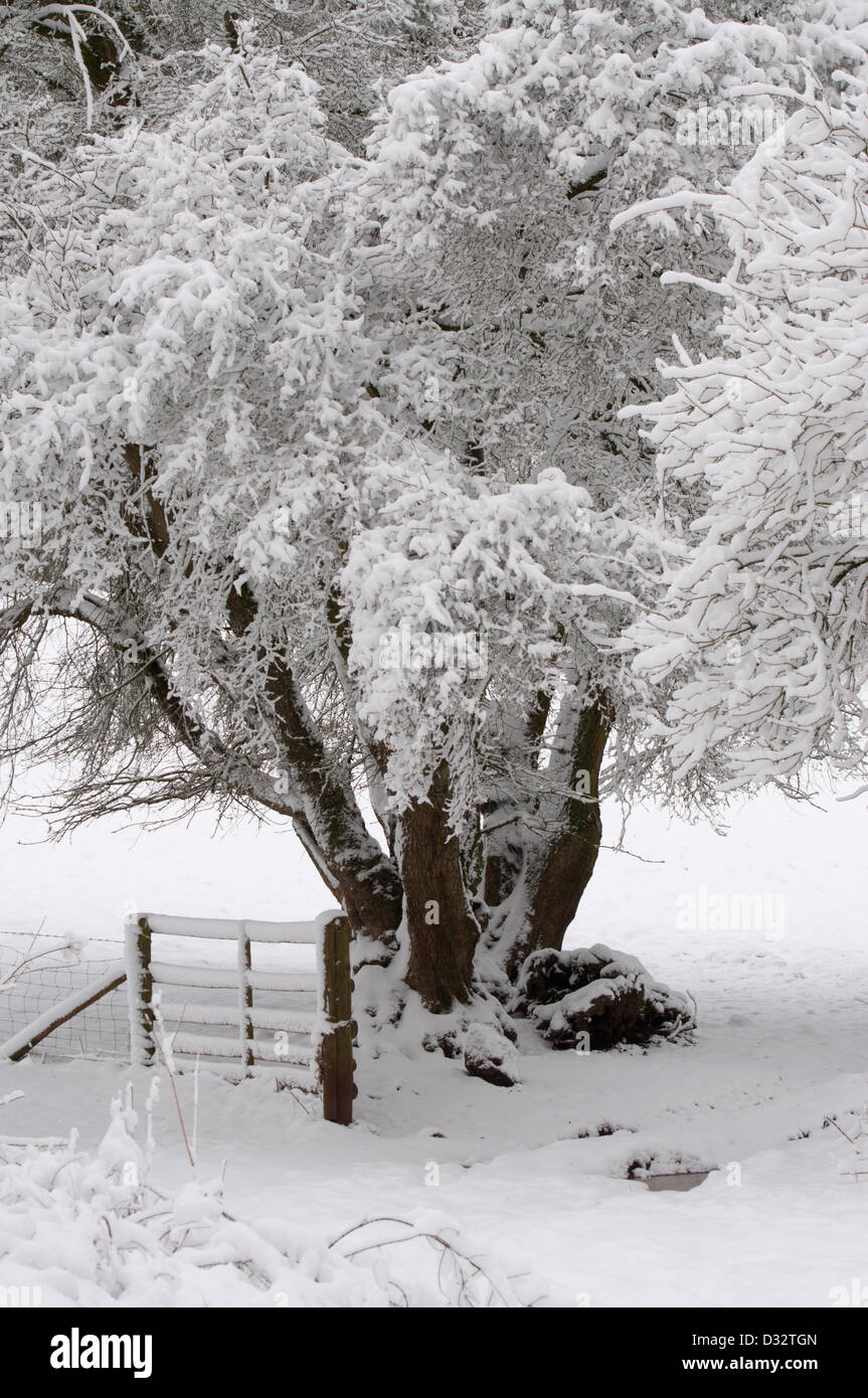 Coperta di neve alberi, paese lane, tracce di pneumatici nella neve, tronchi di alberi coperti di neve, siepe, campo scena invernale Foto Stock