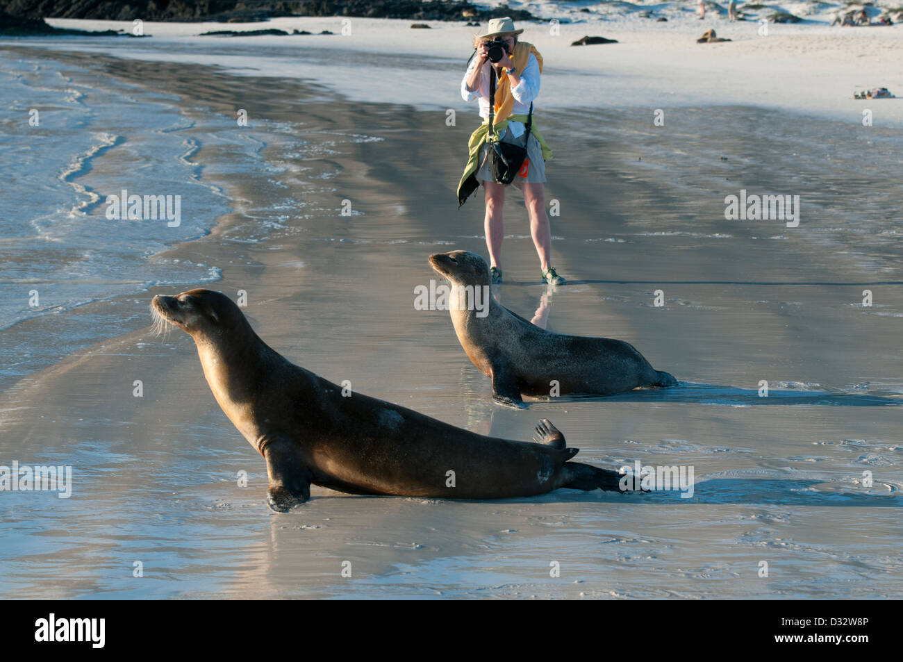 Turismo Galapagos fotografare i leoni di mare, Isla San Cristobal, Isole Galapagos, Ecuador Foto Stock