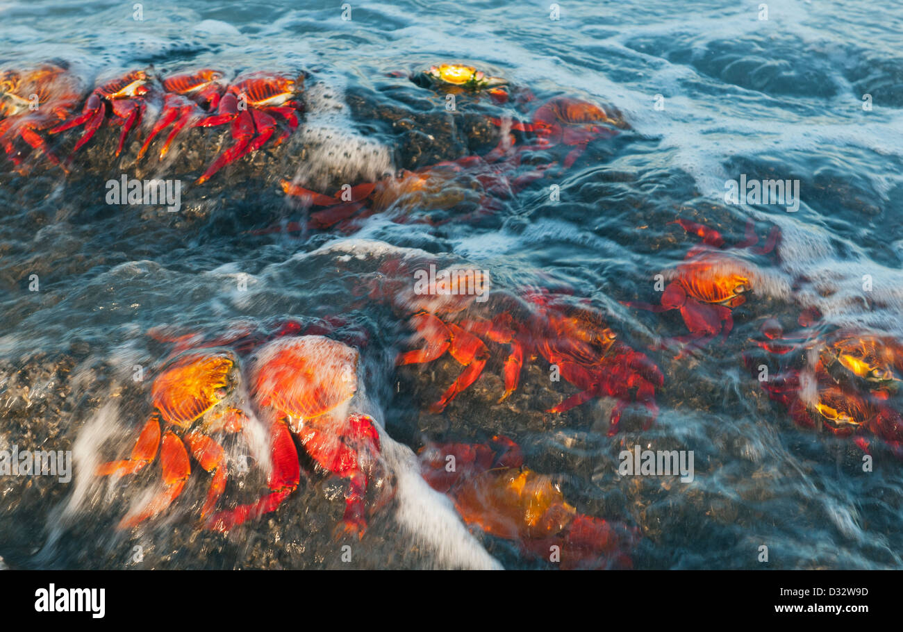 Sally Lightfoot Crab (Grapsus grapsus) nel surf, isola di Santiago, isole Galapagos, Ecuador Foto Stock