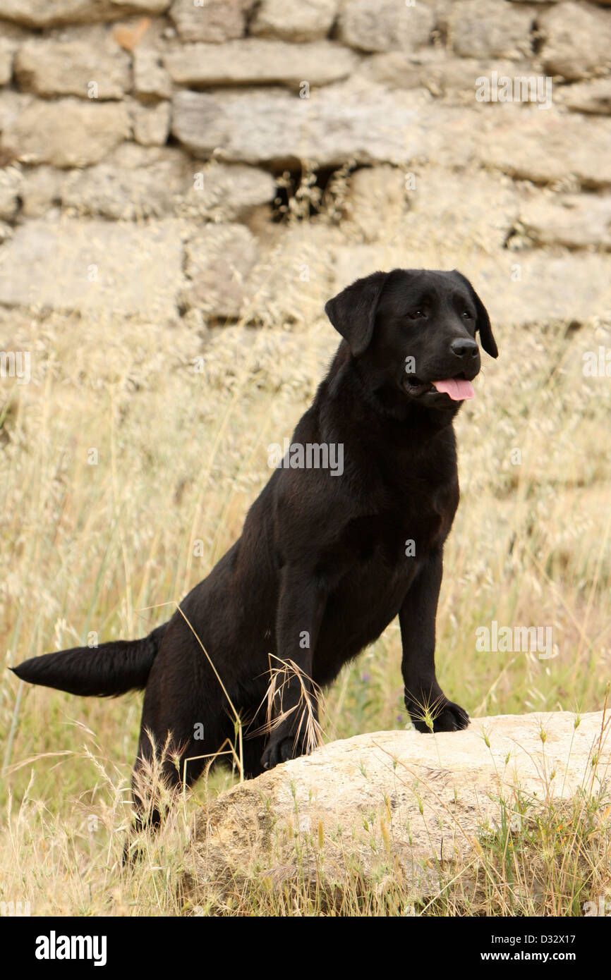 Cane Labrador retriever adulti (nero) in piedi su una roccia Foto Stock