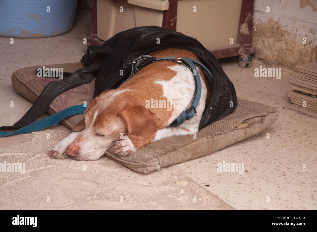 Il cane dorme sul cuscino del vecchio, cane piombo , collare per cani, il pavimento duro, all'interno di negozio, rilassante, snoozing appoggiata Foto Stock