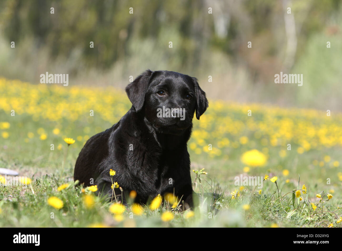 Cane Labrador retriever adulti (nero) giacenti in un prato Foto Stock