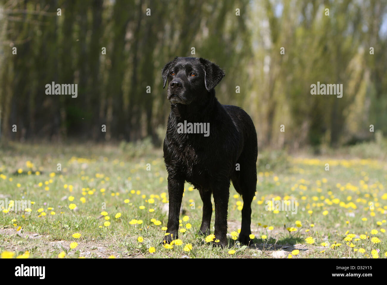 Cane Labrador retriever adulti (nero) in piedi in un prato Foto Stock