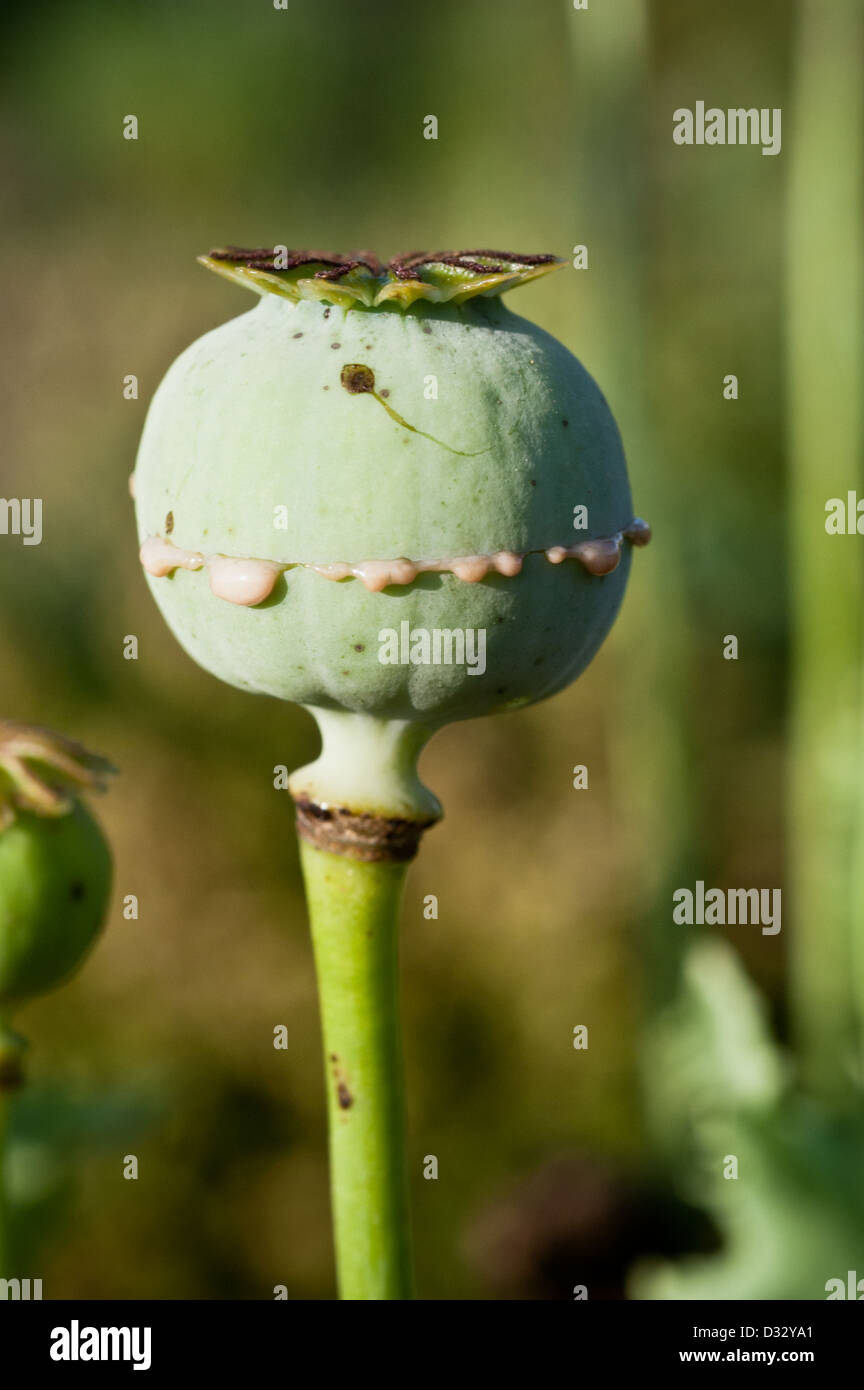 Il lattice è fuoriuscito da un papavero, Papaver somniferum. Quando essiccato può essere raccolto e affumicati come oppio. Foto Stock