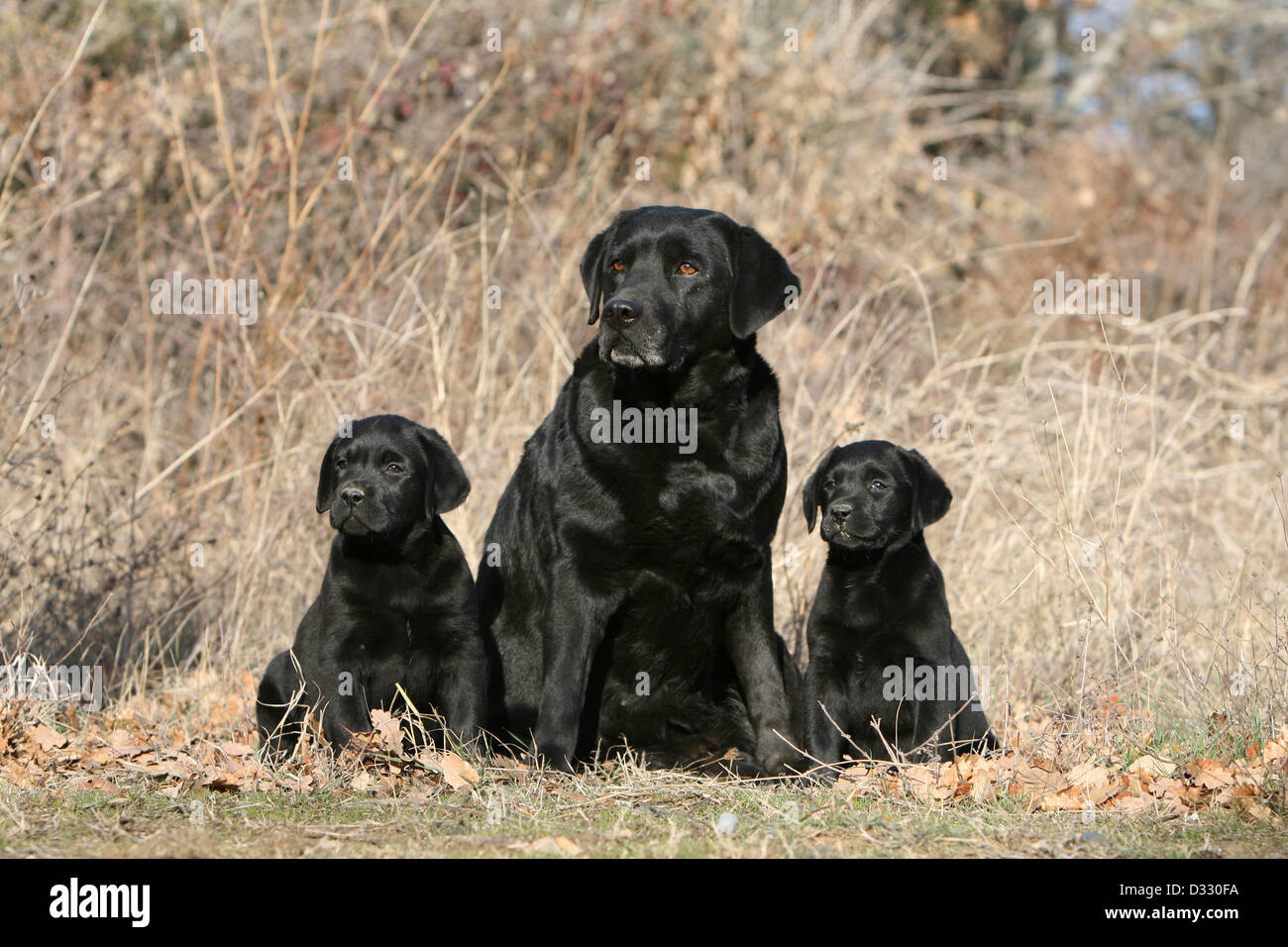 Cane Labrador retriever adulti e cuccioli (nero) in un prato Foto Stock