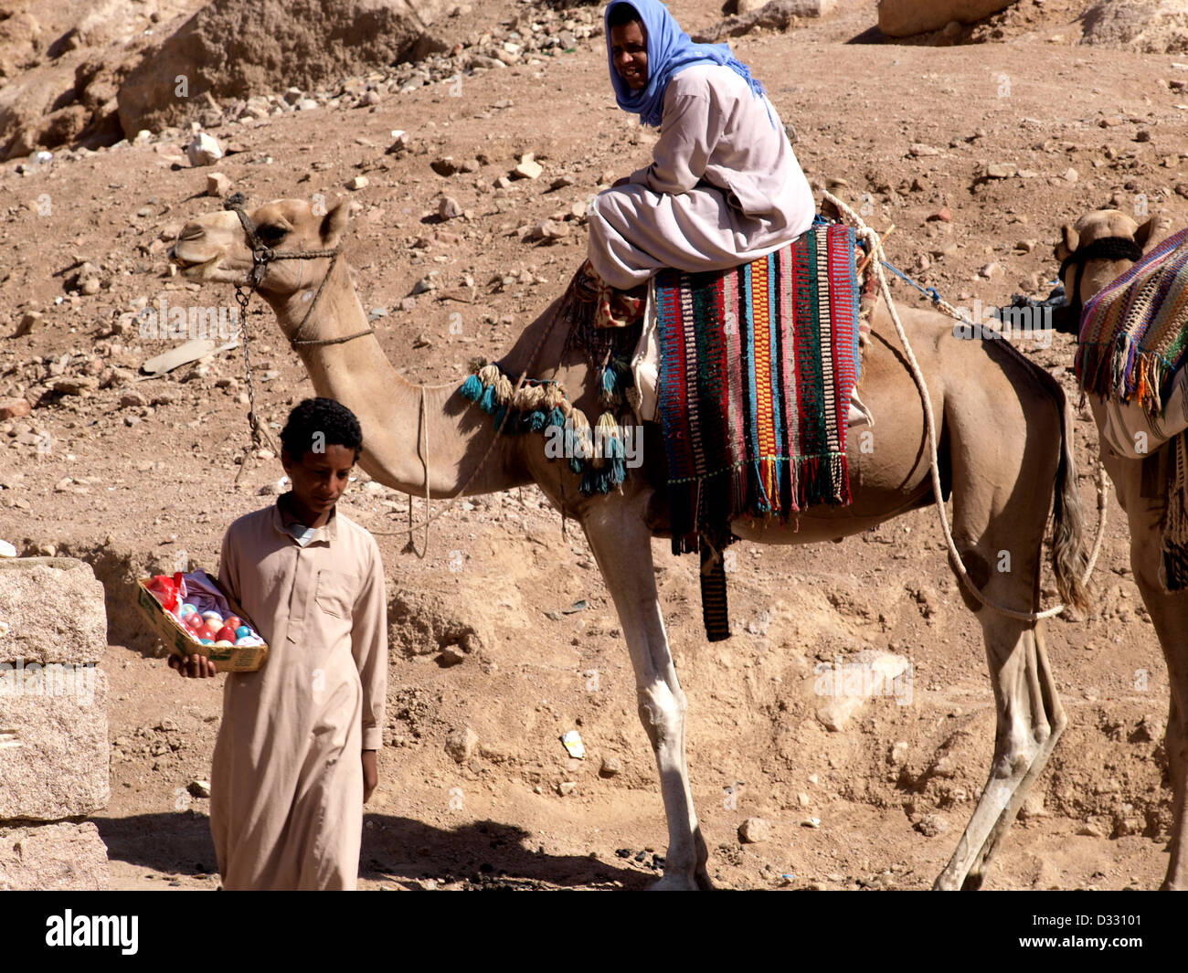 Bedouin uomo arabo in cima cammello al Sinai, Egitto Foto Stock
