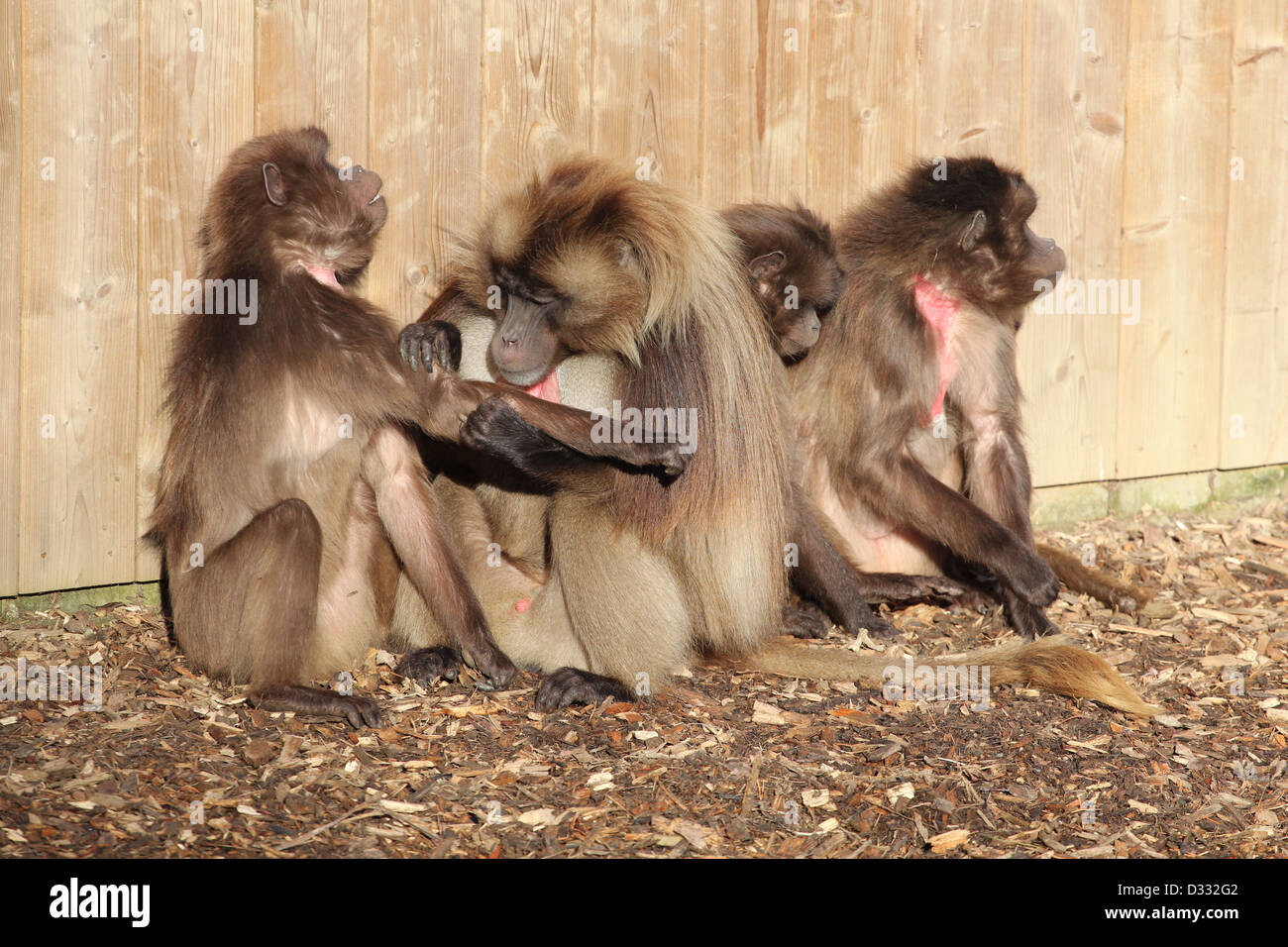 Un gruppo di babbuino Gelada Foto Stock