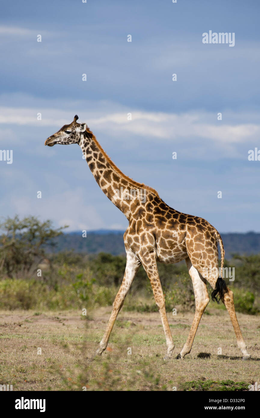 Maasai giraffe (Giraffa camelopardalis tippelskirchi), il Masai Mara riserva nazionale, Kenya Foto Stock