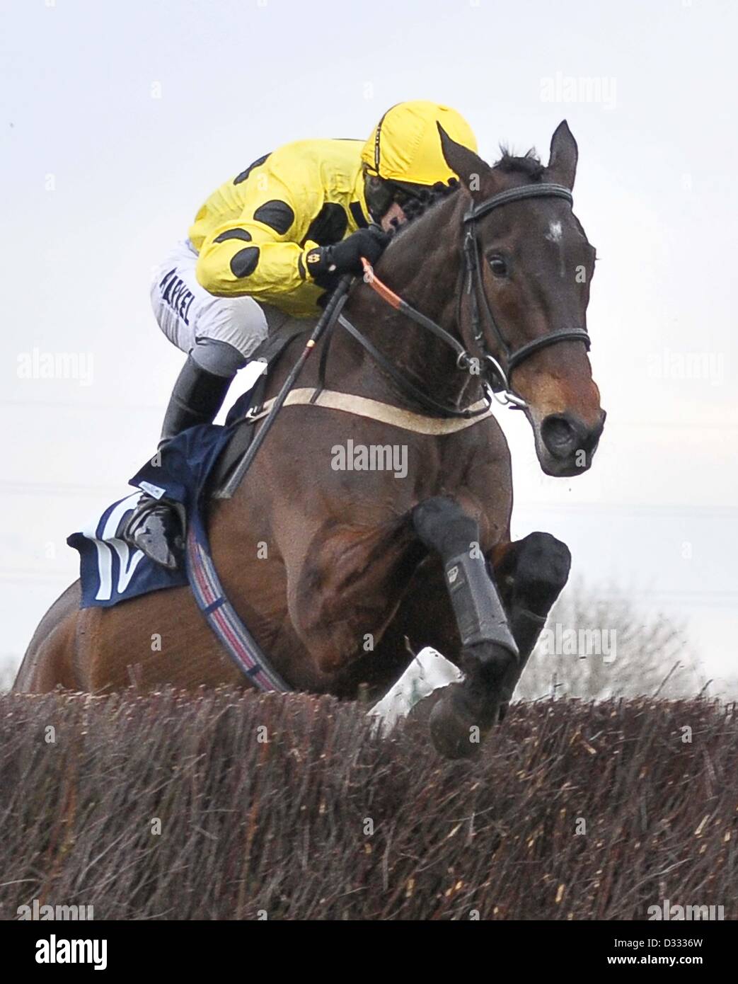 Huntingdon Race Course. Cambridgeshire. 7 febbraio 2013. Vincitore ARBEO cavalcato da Sam Thomas salta l'ultimo recinto.a gara 3. 32Red Casino novizi? Handicap Chase. Chatteris Fen Racing giorno.. Credito: Sport In immagini / Alamy Live News Foto Stock
