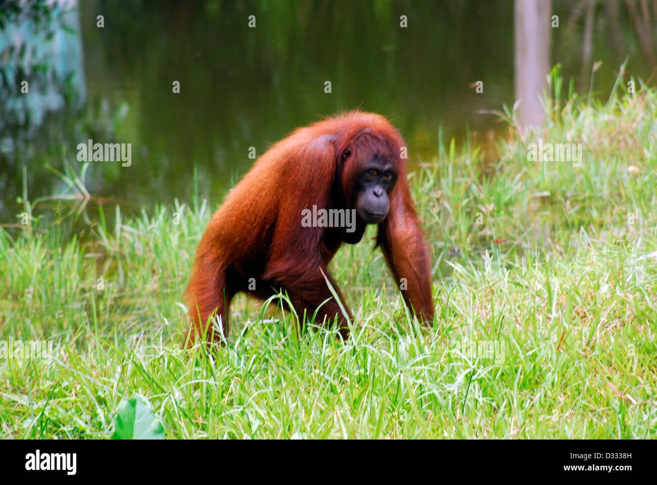 Orangutang camminando attraverso l'erba Foto Stock