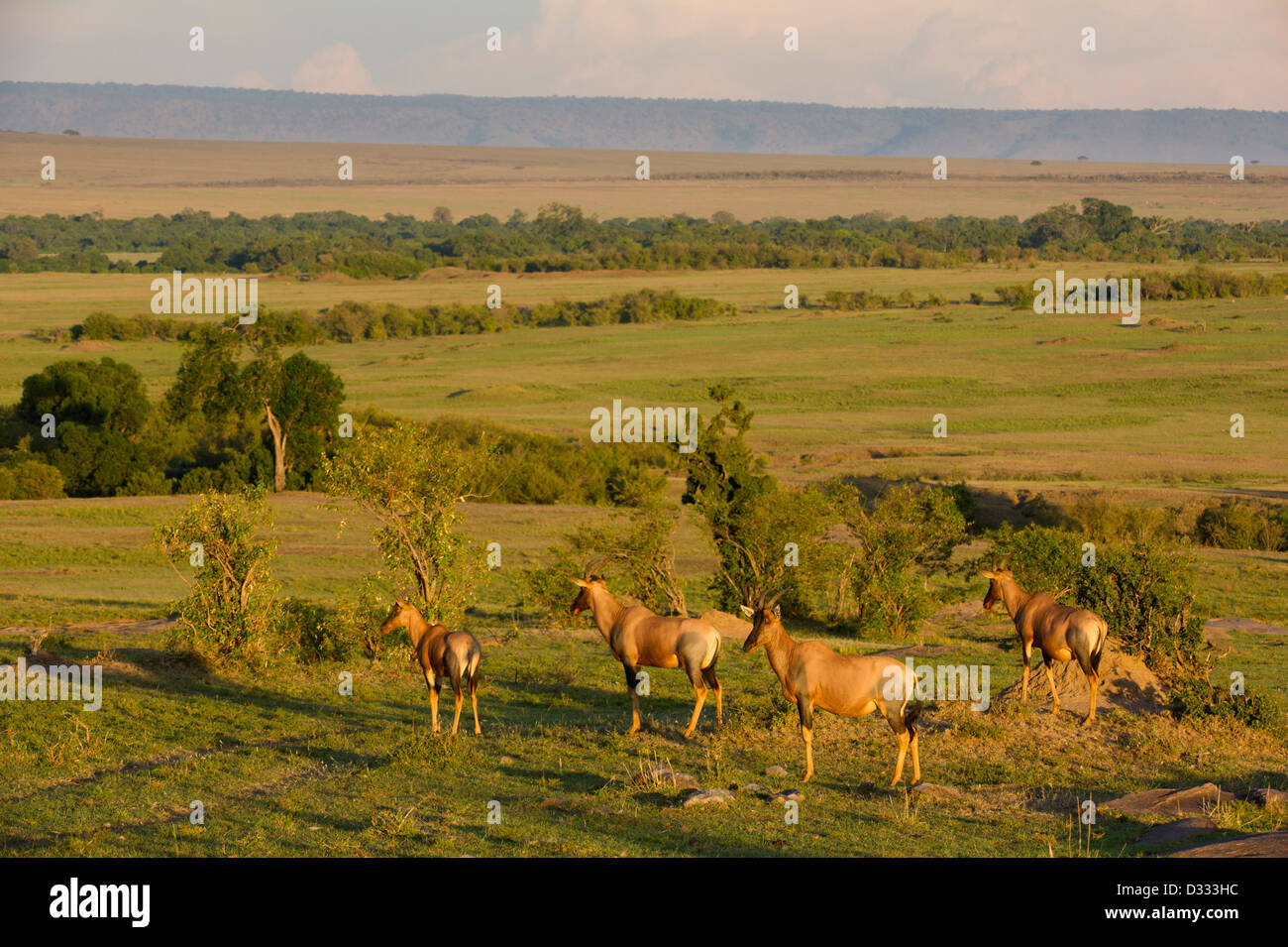 Topi (Damaliscus lunatus jimela), il Masai Mara riserva nazionale, Kenya Foto Stock