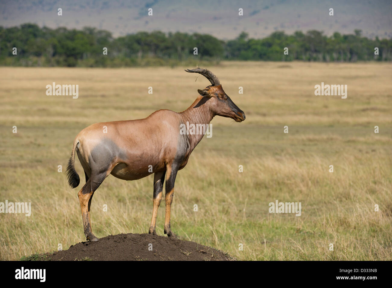 Topi (Damaliscus lunatus jimela) in piedi su un termite mound, il Masai Mara riserva nazionale, Kenya Foto Stock