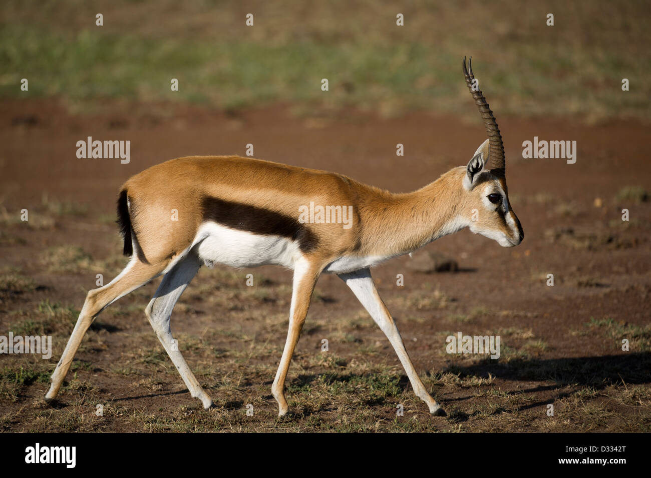 Thomson gazelle Gazella (thomsoni), il Masai Mara riserva nazionale, Kenya Foto Stock