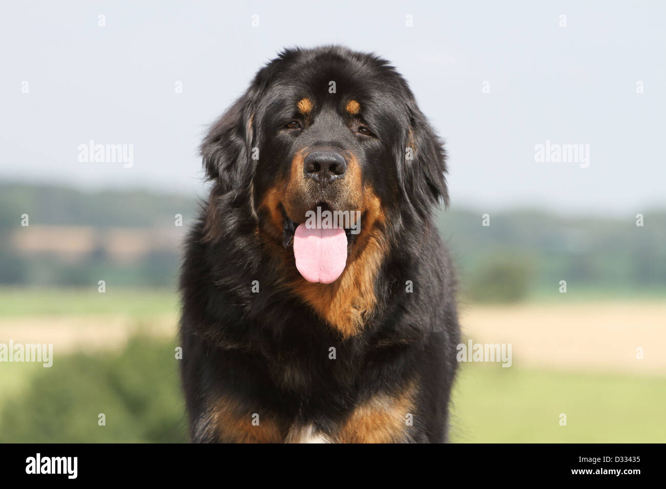 Cane Mastino tibetano / do-khyi / Tibetdogge ritratto per adulti Foto Stock