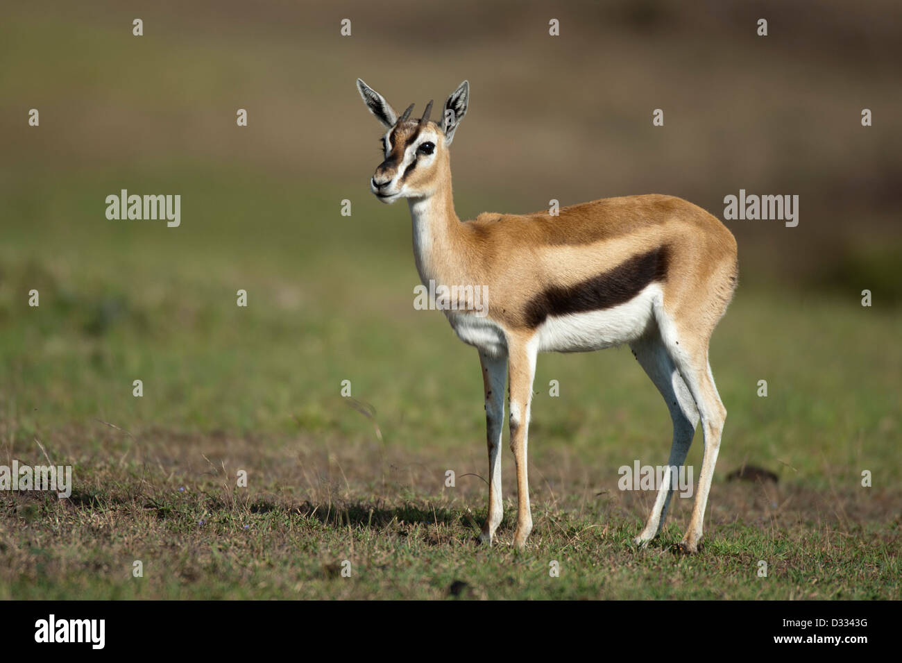 Thomson gazelle Gazella (thomsoni), il Masai Mara riserva nazionale, Kenya Foto Stock