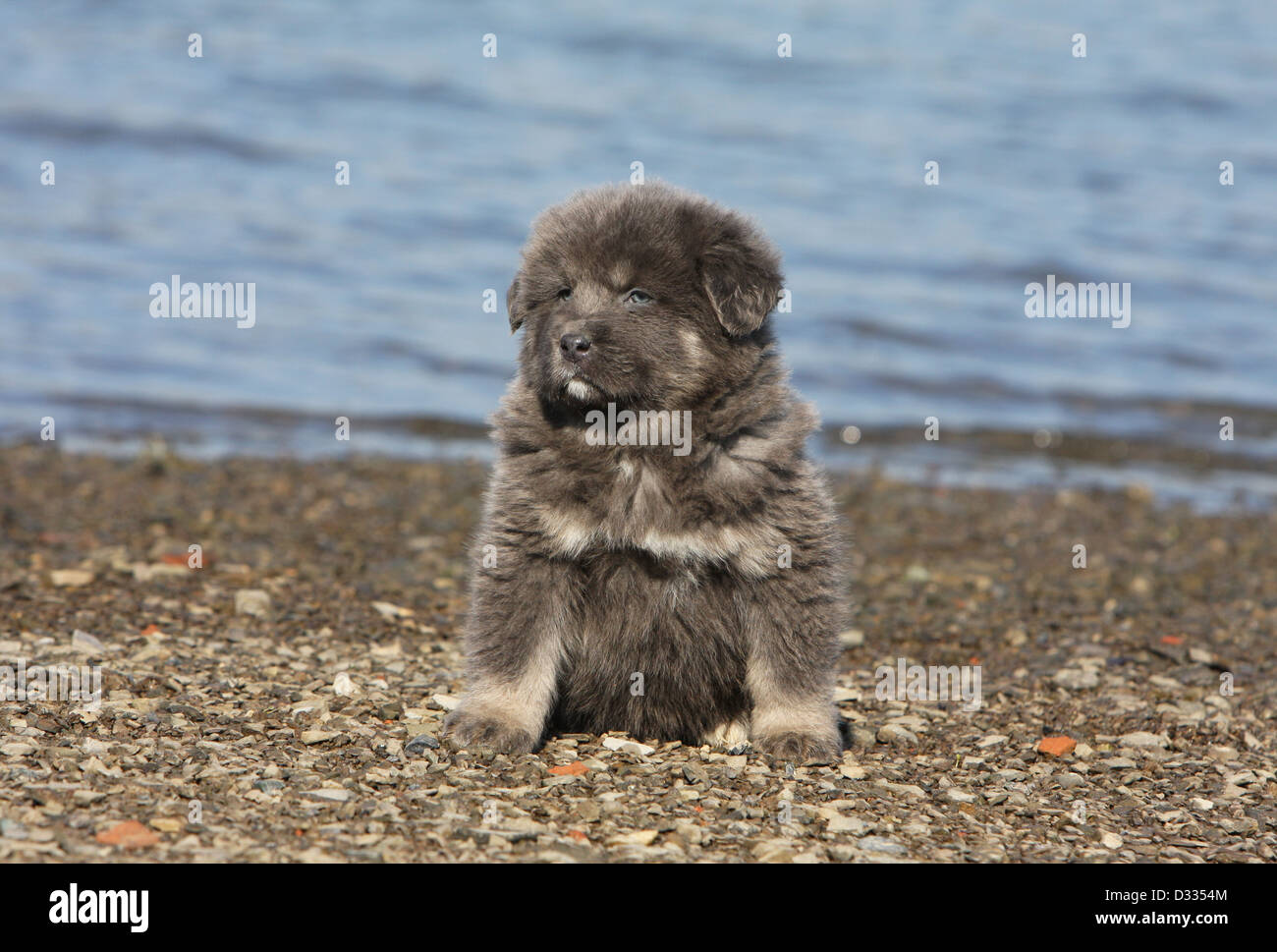 Cane Mastino tibetano / do-khyi / Tibetdogge cucciolo seduto sul bordo di un lago Foto Stock