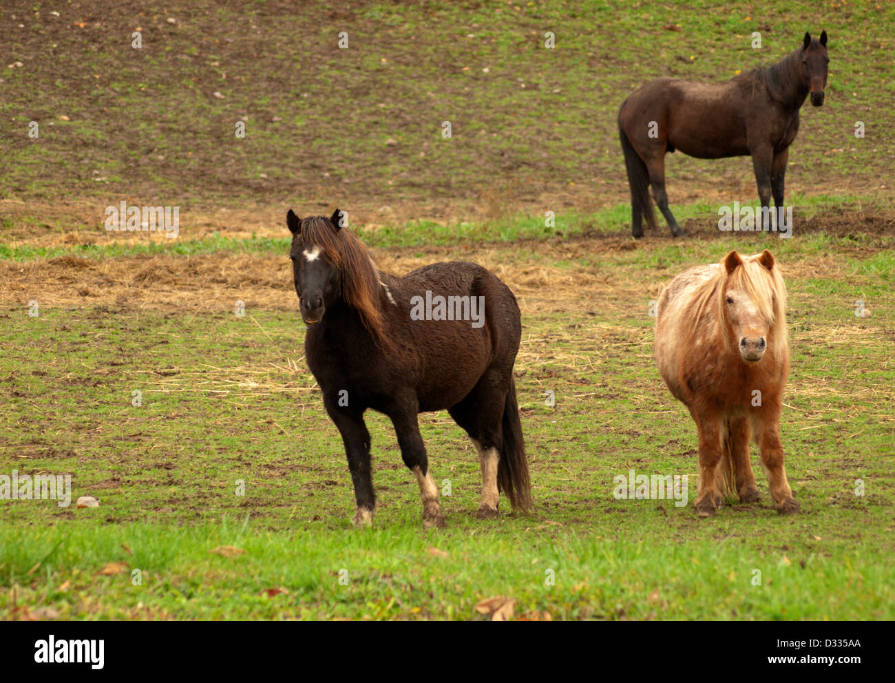 Cavallo mantenendo un occhio sul pony Foto Stock
