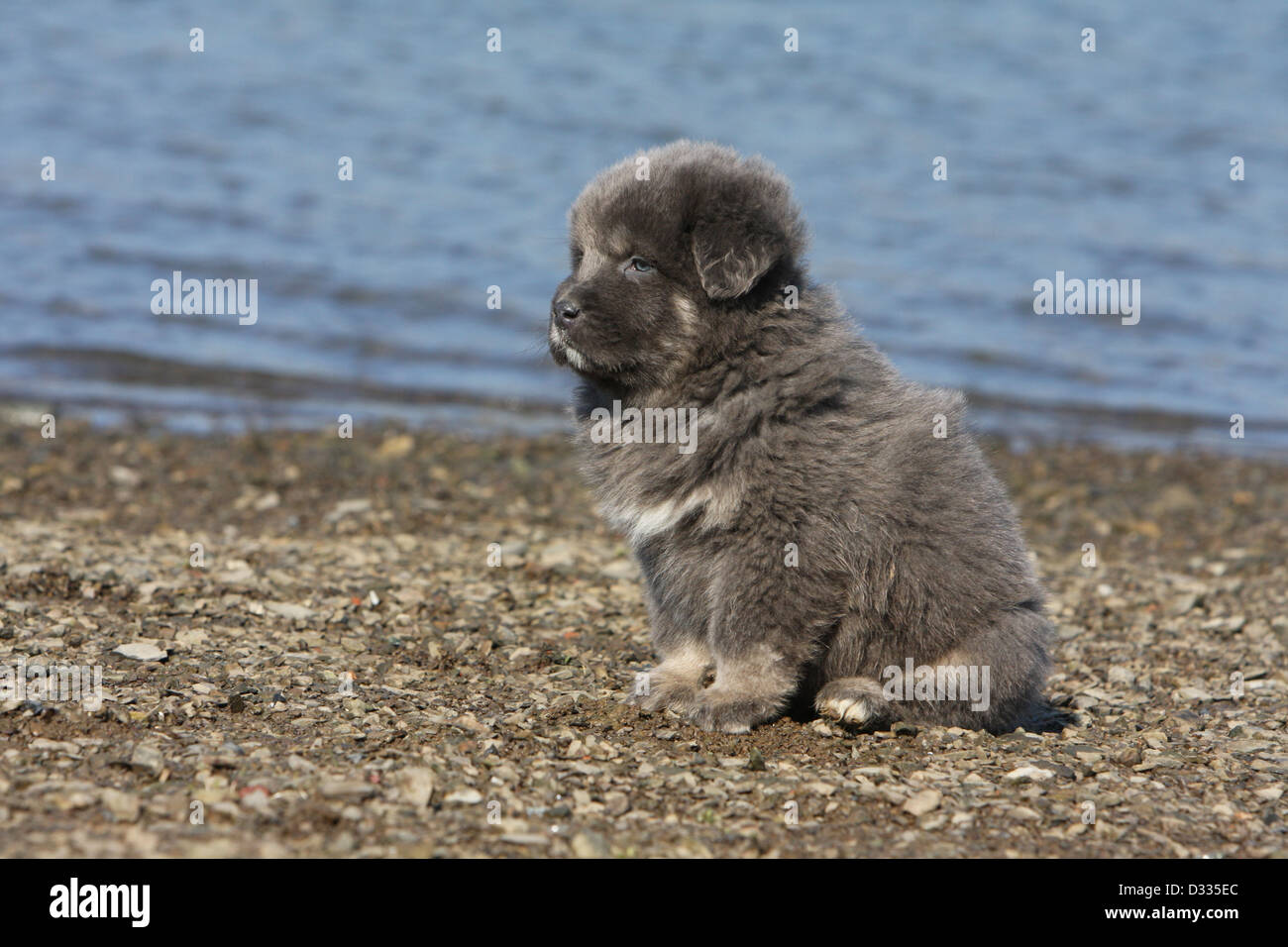 Cane Mastino tibetano / do-khyi / Tibetdogge cucciolo seduto sul bordo di un lago Foto Stock