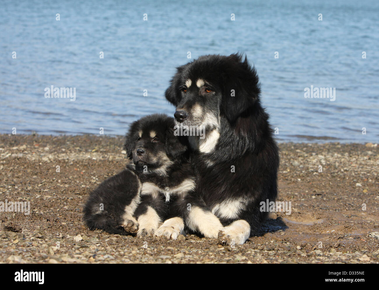 Cane Mastino tibetano / do-khyi / Tibetdogge adulto e cucciolo sul bordo di un lago Foto Stock