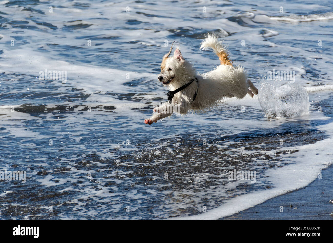 Cane come lui corre e salta le onde del mare Foto Stock