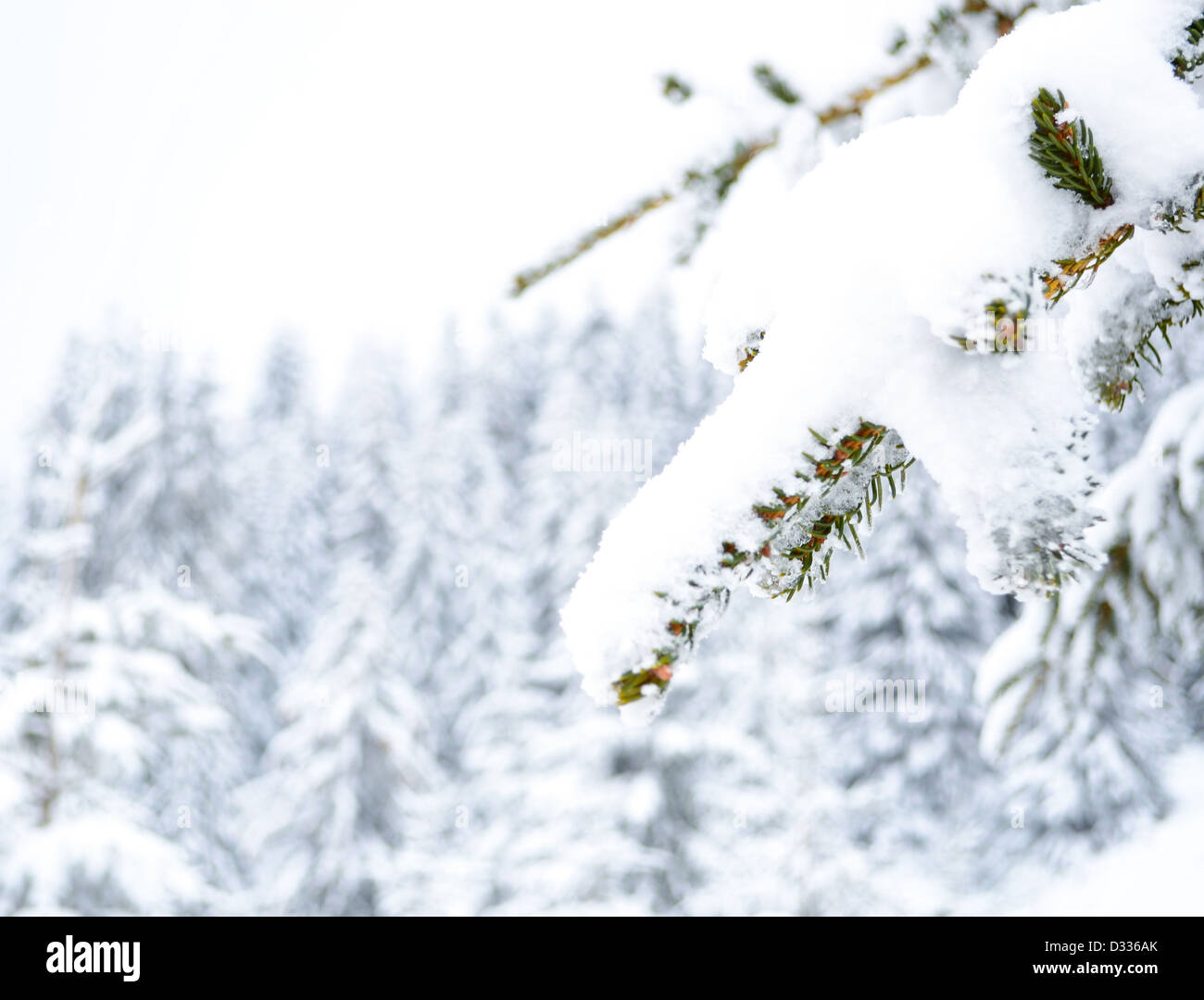 Concetto di inverno Foto Stock