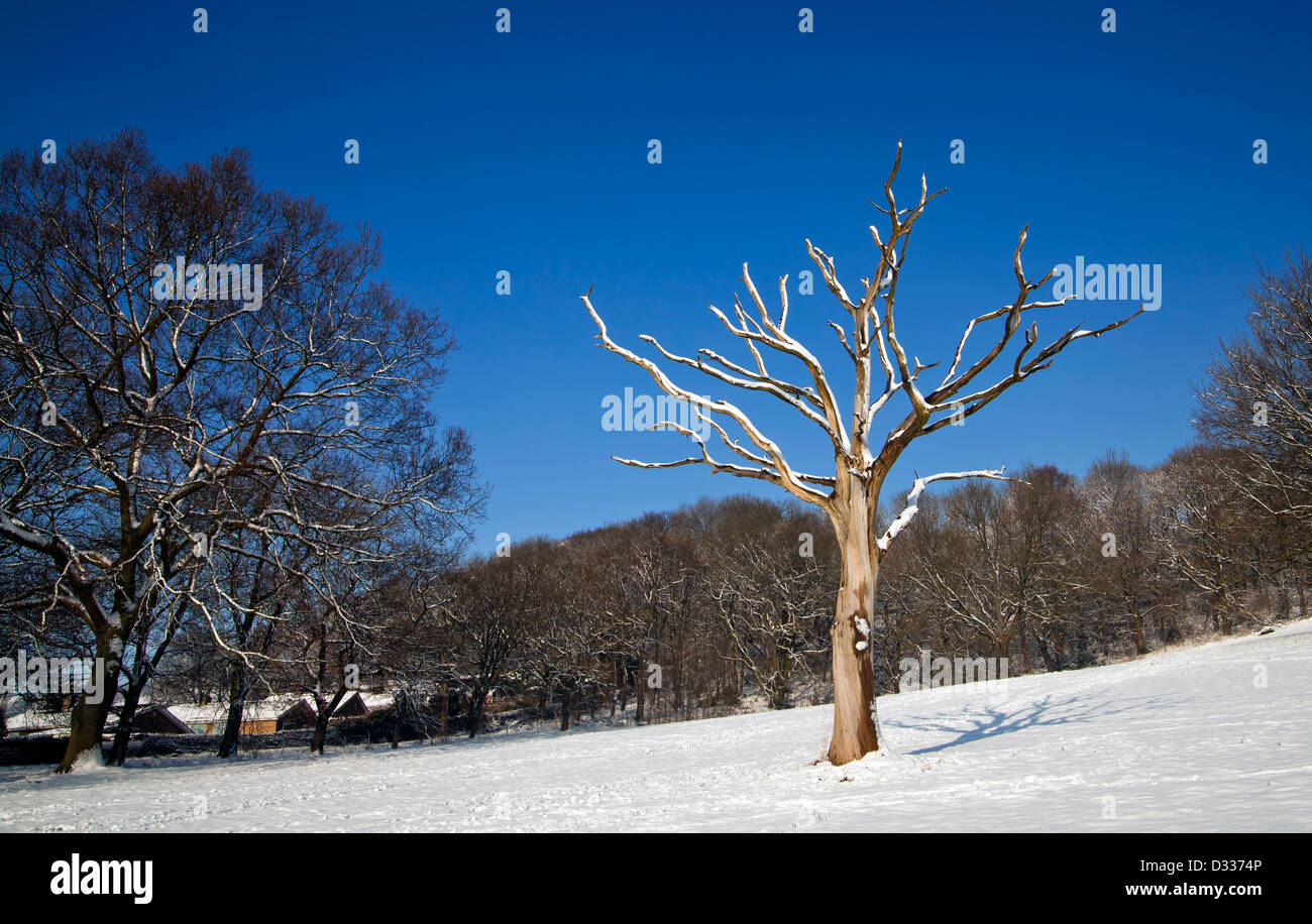 Dead albero bianco scheletro in un campo di neve in inverno. Foto Stock