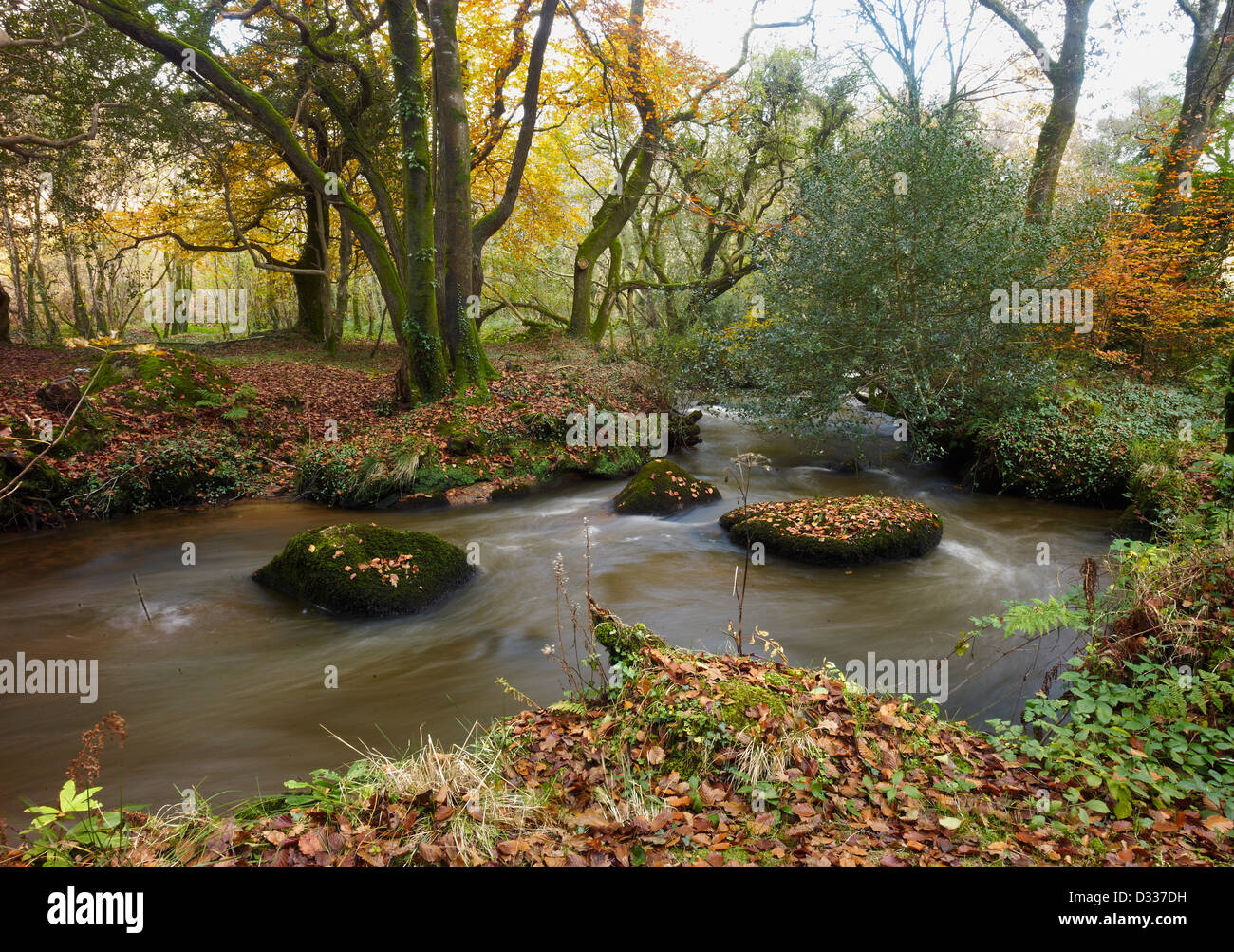 Parr fiume passando attraverso il bosco in Valle Luxulyan Cornwall Inghilterra Foto Stock