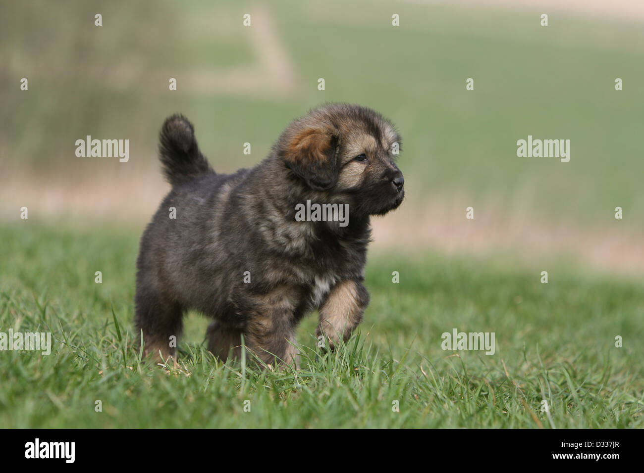 Cane Mastino tibetano / do-khyi / Tibetdogge cucciolo in piedi in un prato paw sollevato Foto Stock