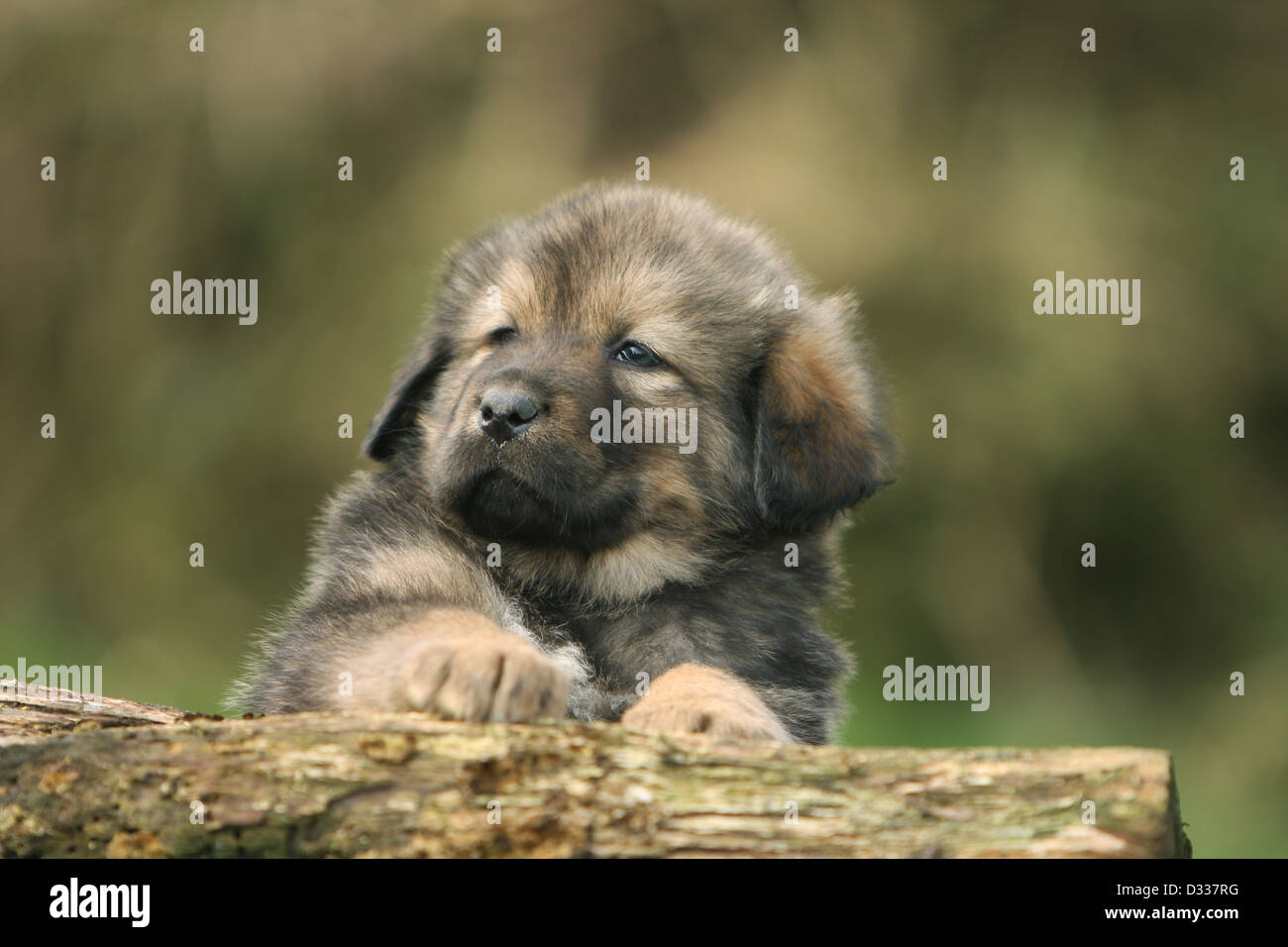 Cane Mastino tibetano / do-khyi / Tibetdogge cucciolo giacente su di un legno Foto Stock