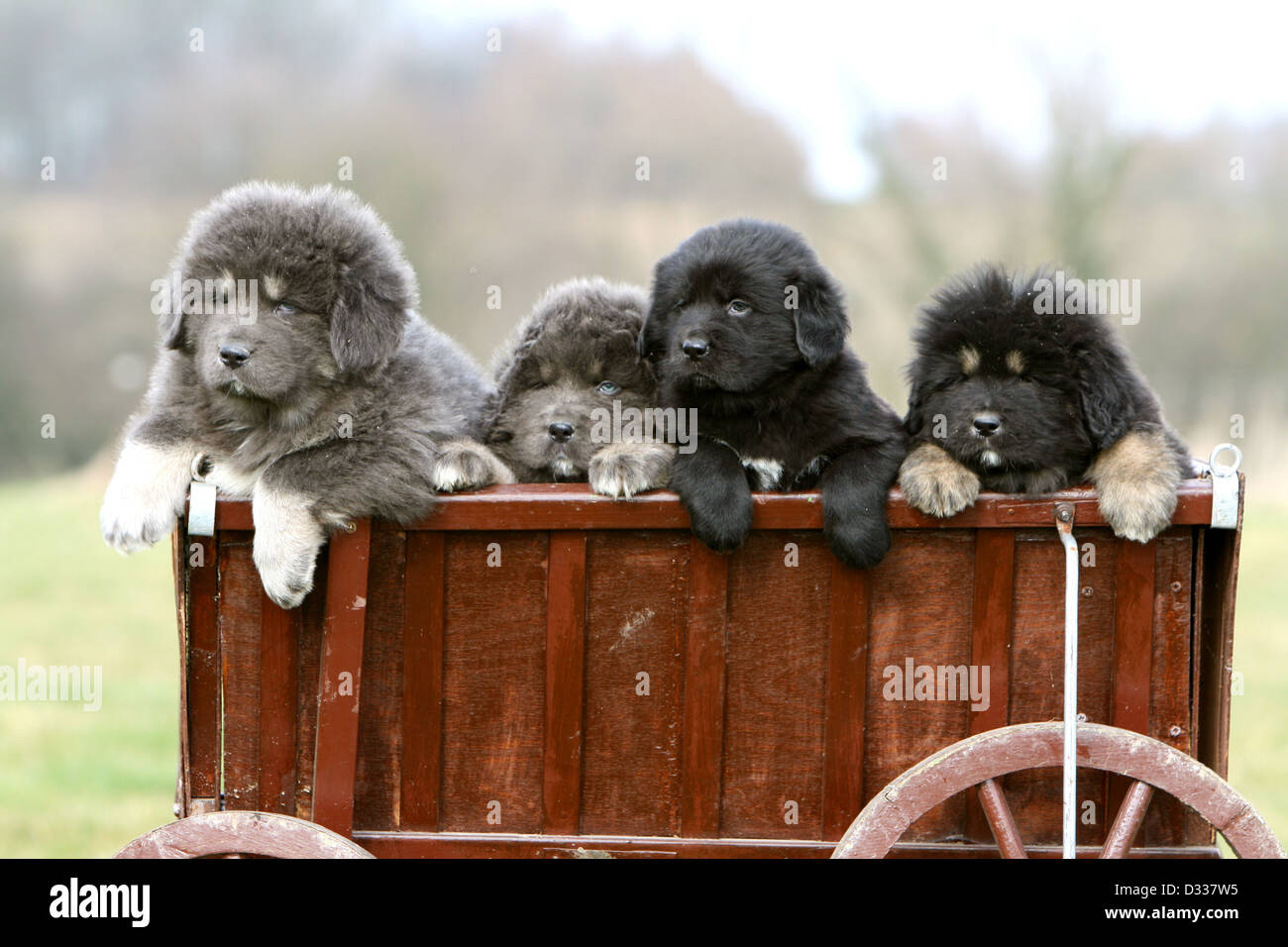 Cane Mastino tibetano / do-khyi / Tibetdogge quattro cuccioli colori diversi in un carrello Foto Stock