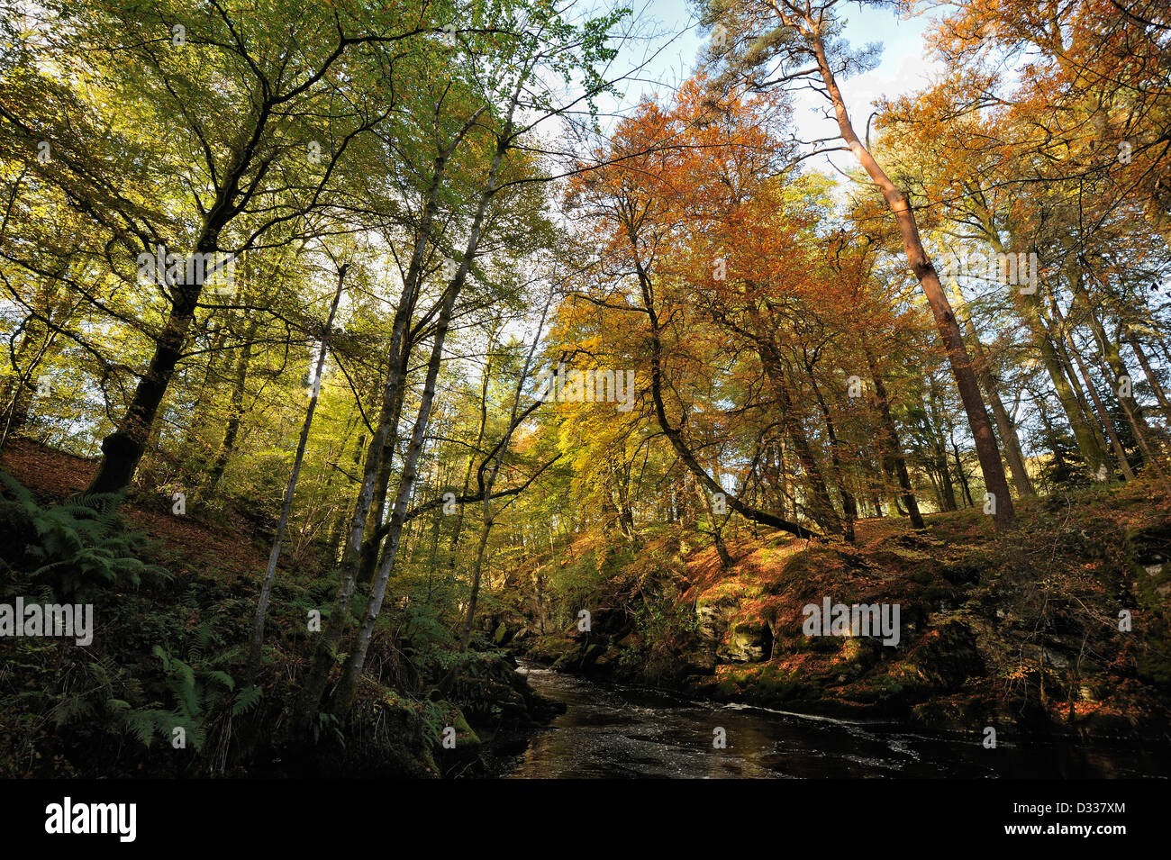 Autunno cadono nel colore di latifoglie boschi in Scozia Foto Stock