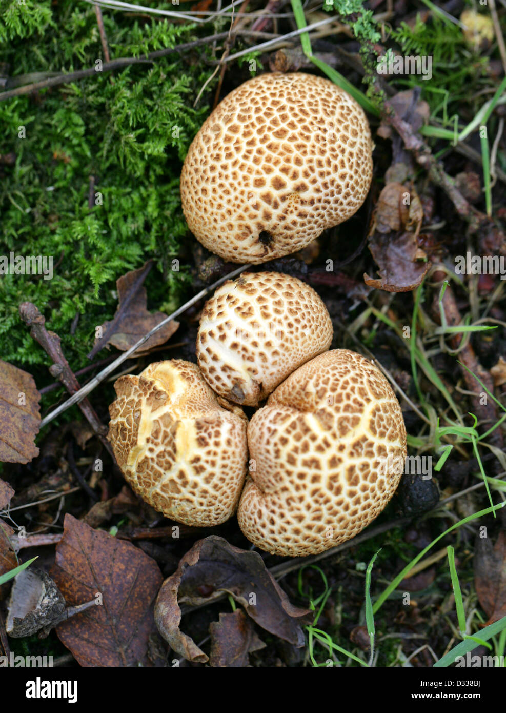 Messa a terra comune sfera fungo, scleroderma citrinum, Sclerodermataceae. Foto Stock