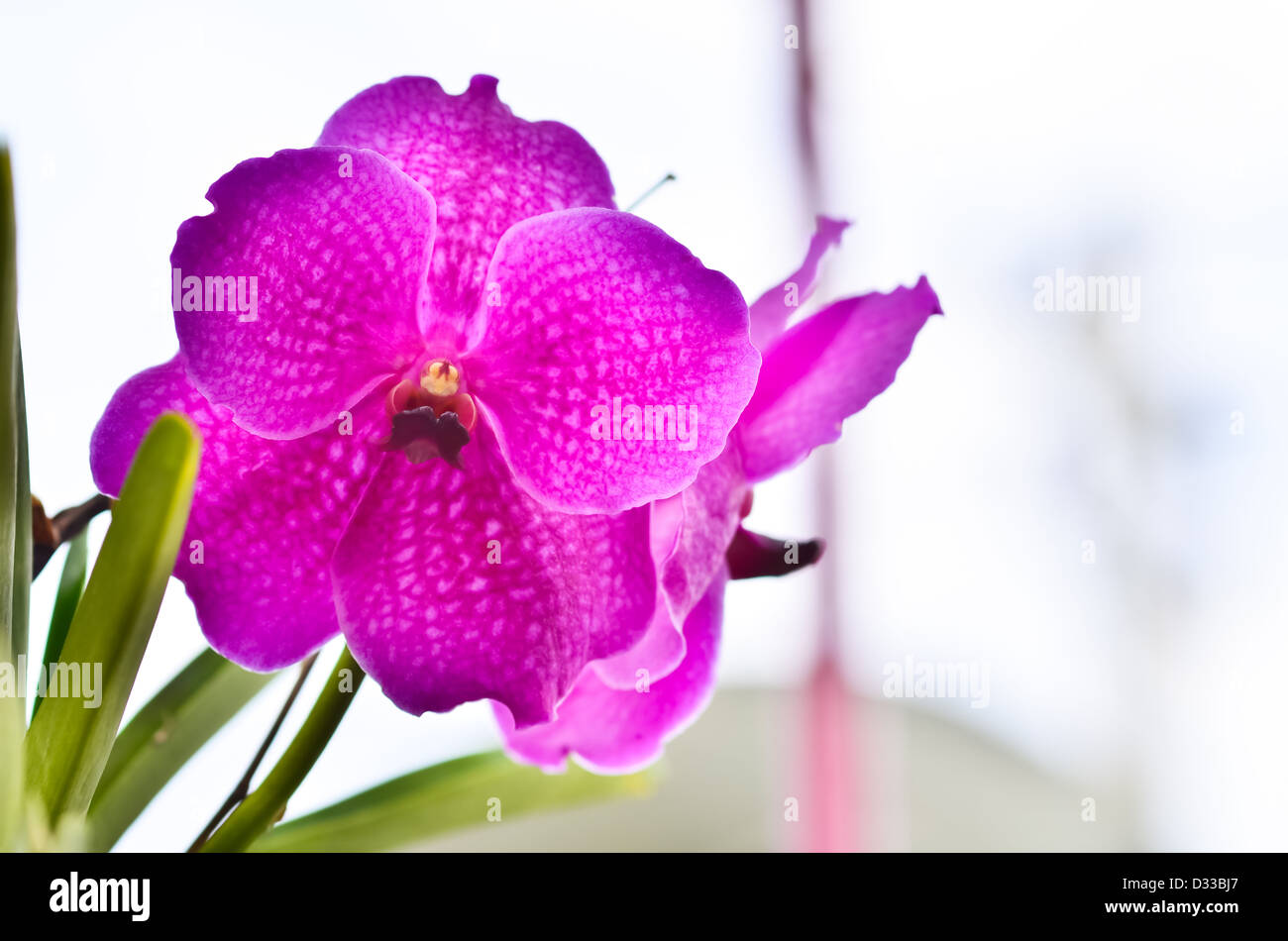 Orchidea rosa sul lato. Foto Stock